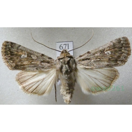 Dichagyris forcipula (Denis & Schiffermüller, 1775) Czech67l